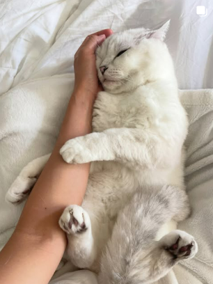 White Coffee Cat