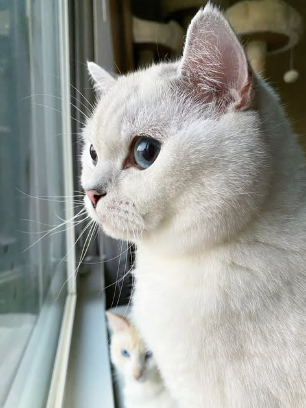 White Coffee Cat watching the chart