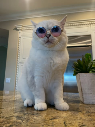 White Coffee Cat wearing sunglasses